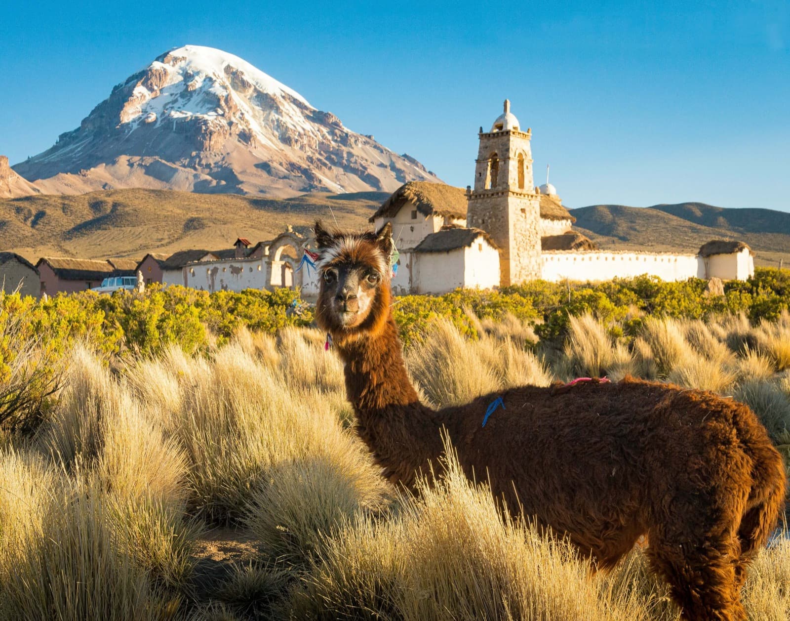 Llama in golden grass in front of the snow-capped Sajama volcano and an Andean village church
