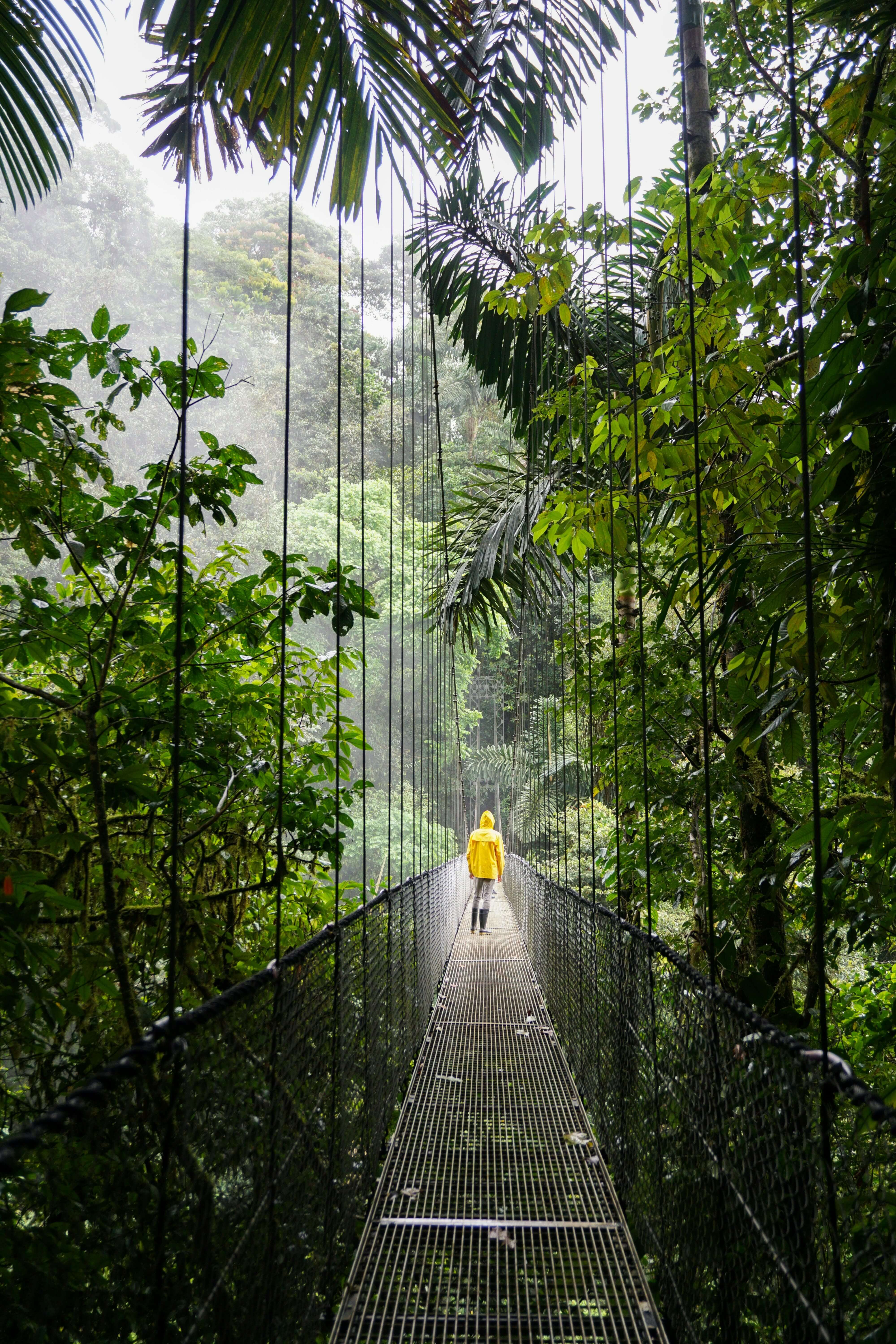 Hanging bridge above the canopy in a Costa Rican forest