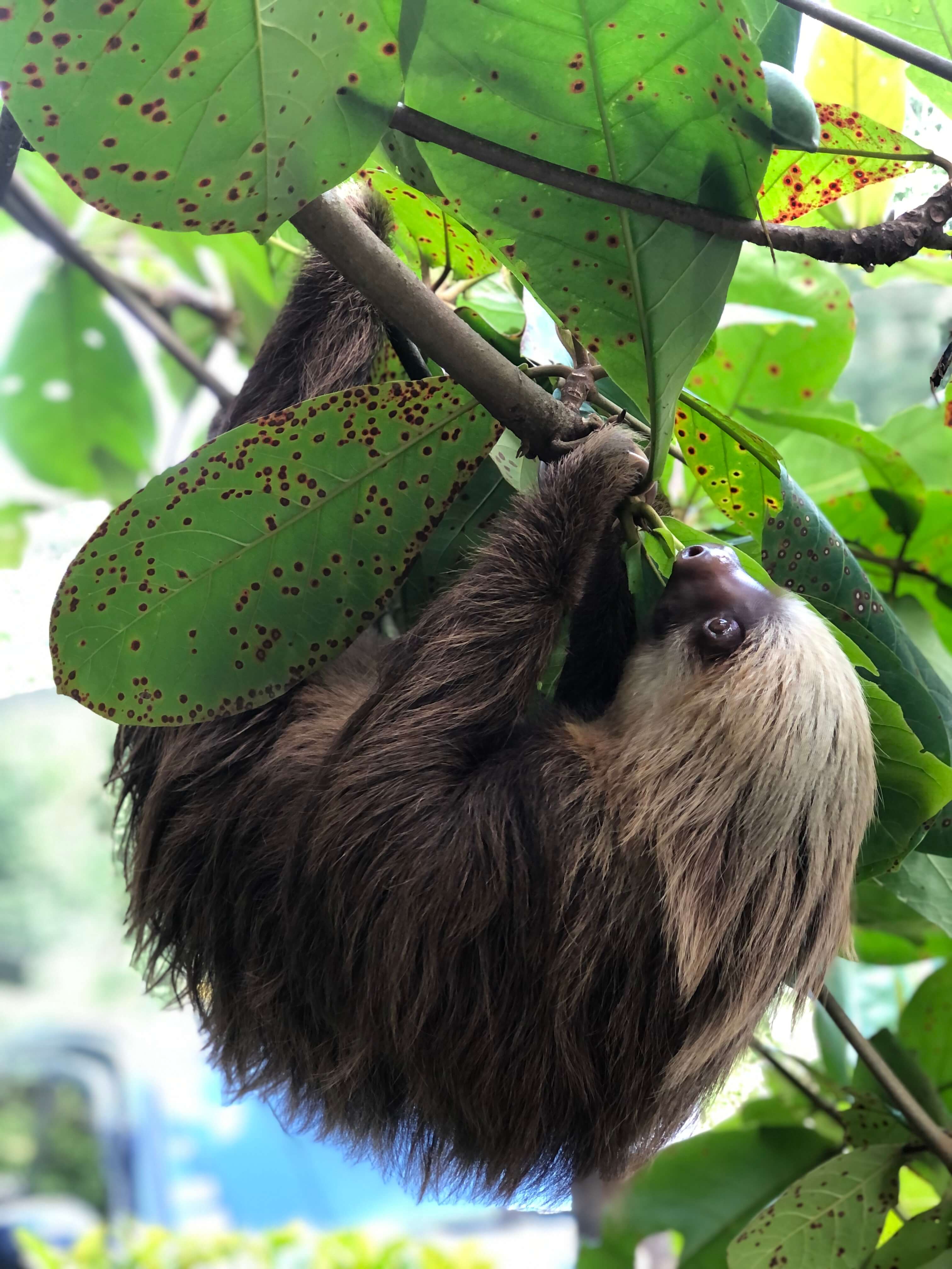 Sloth in a tree in Costa Rica