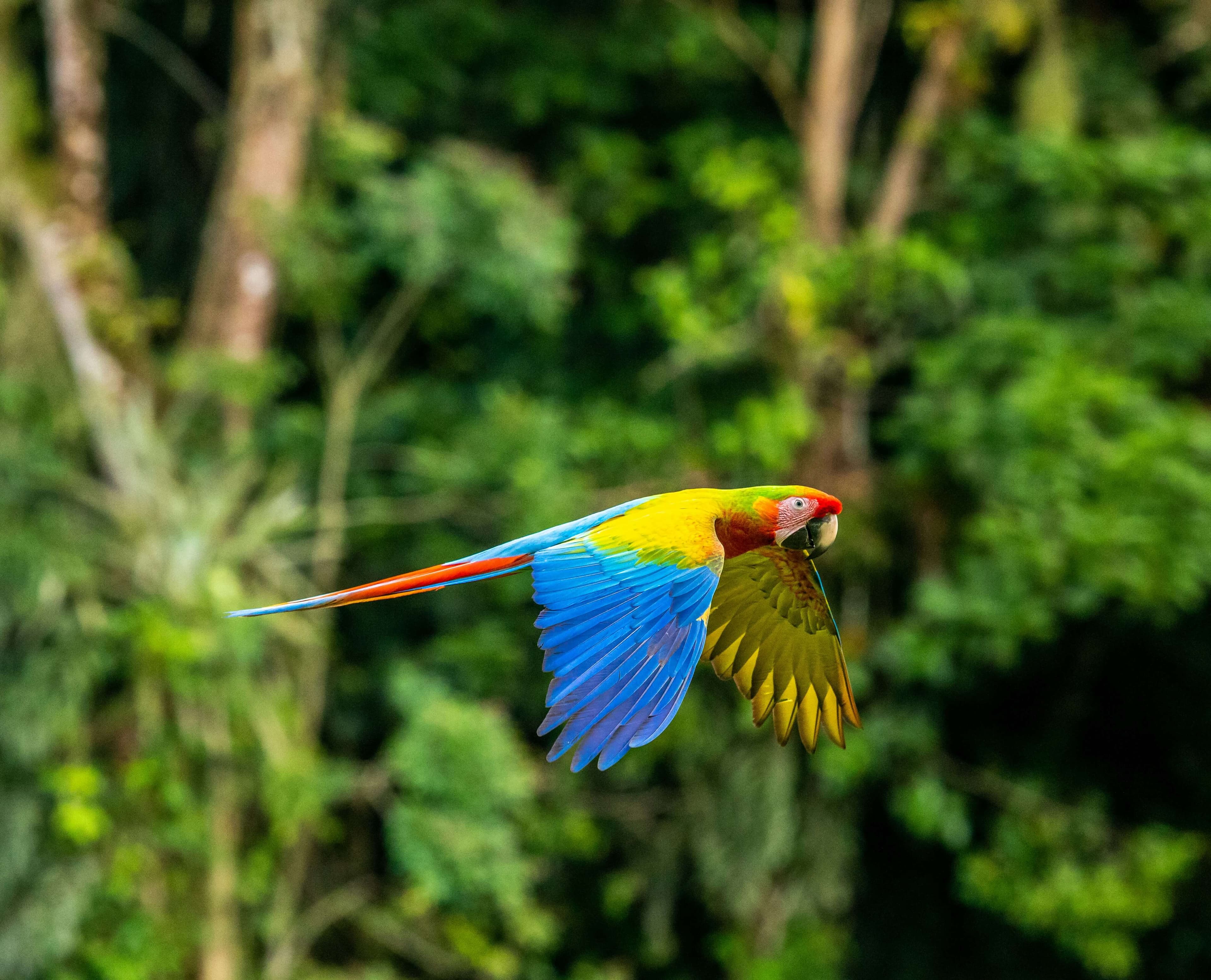 Colourful parrot in the tropical vegetation of Costa Rica