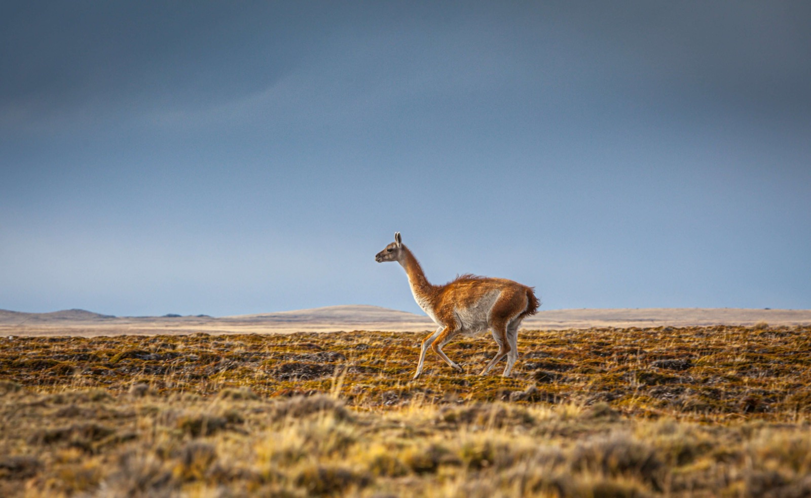Un guanaco traversant la steppe dorée de Patagonie au crépuscule en Argentine