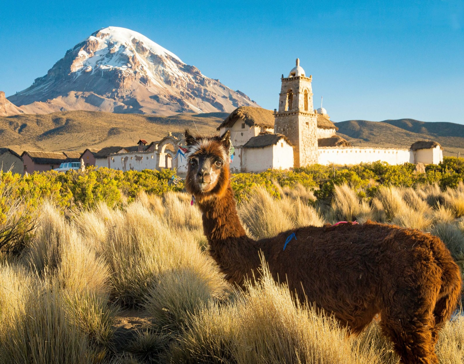 Lama dans les herbes dorées devant le volcan enneigé Sajama et une église de village andin