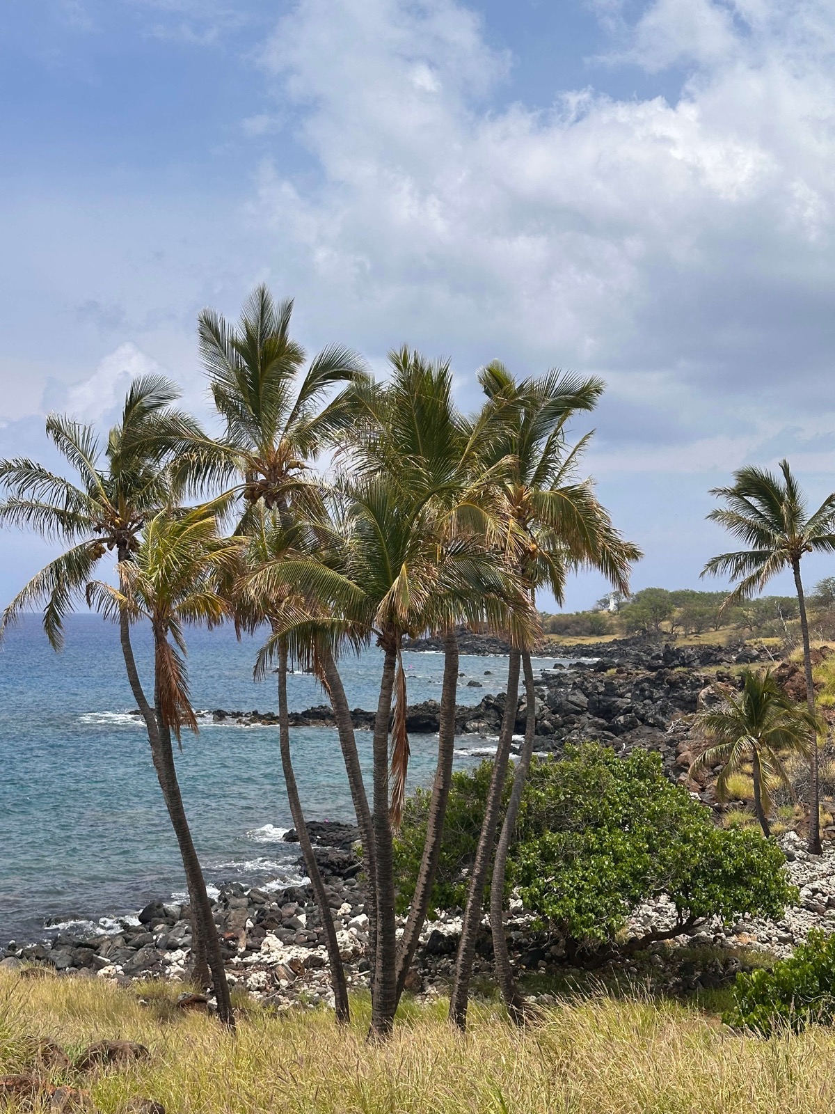 Cocotiers penchés au-dessus d'une côte rocheuse et volcanique face à l'océan à Hawaï